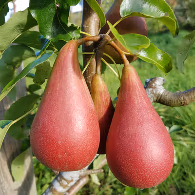 Deacon's Pear